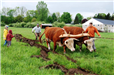 Two Children Watching Cows Plow Community Garden