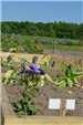 Flowers at Community Garden (2)
