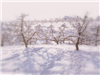 Apple Trees in an Apple Acre Bare During Snow Storm