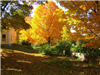 Bright Yellow Leaves on Large Trees With Yellow House