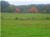 Field With Horses and Forest in Background