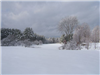 Forest Area With Snow Covered Field