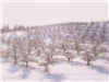 Large Apple Acre Area With Bare Trees in Winter