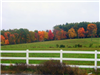 Multi Colored Trees Sitting In Background of Field With White Fence