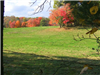 Open Field With Mulit Colored Trees in the Background