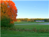 Orange Leaves on Tree Next to Open Field