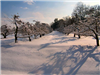 Snow Sitting on Ground and Trees in Apple Acres