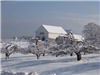 Snow Sitting on Trees With White Building in the Background