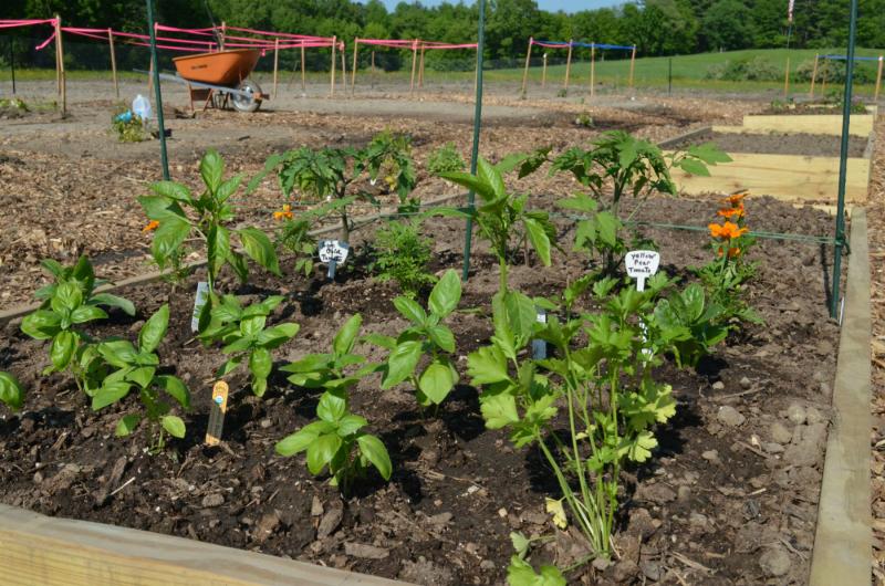 Flowers at Community Garden (4)