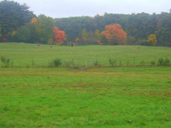 Field With Horses and Forest in Background