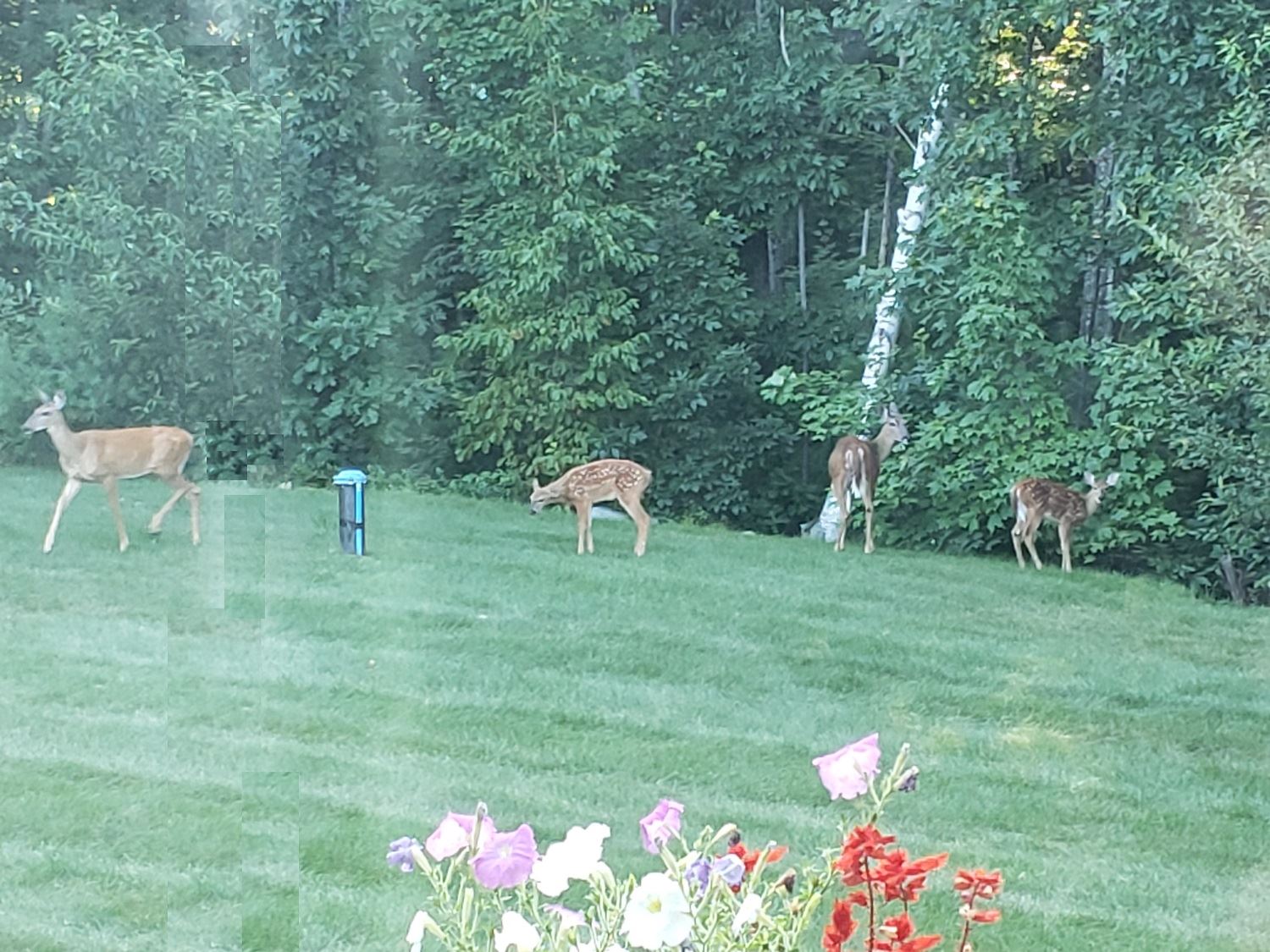 Rebecca Campbell  Deer in Windham Backyard