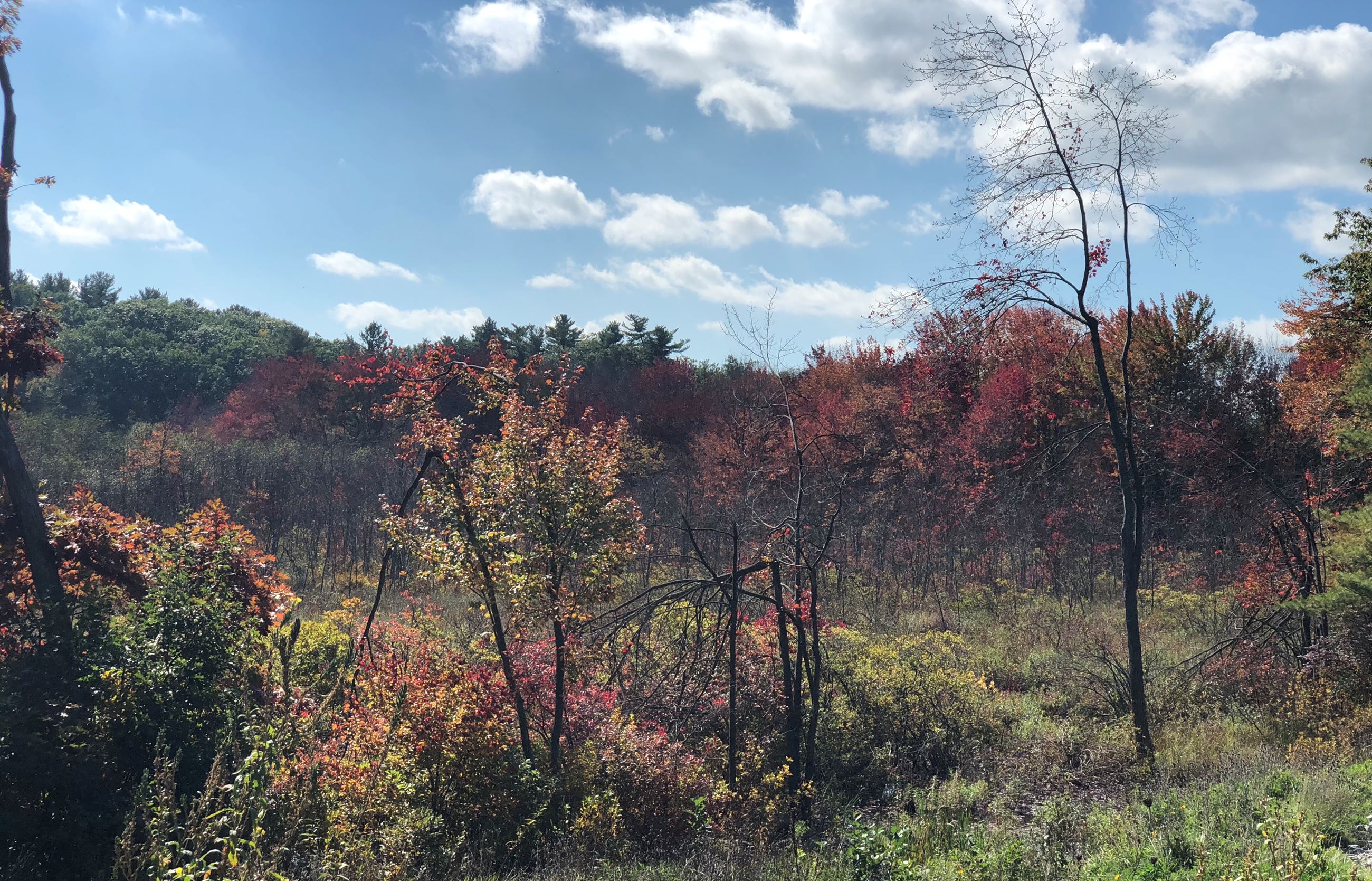 Catherine Robertson,  Windham Summer Woods