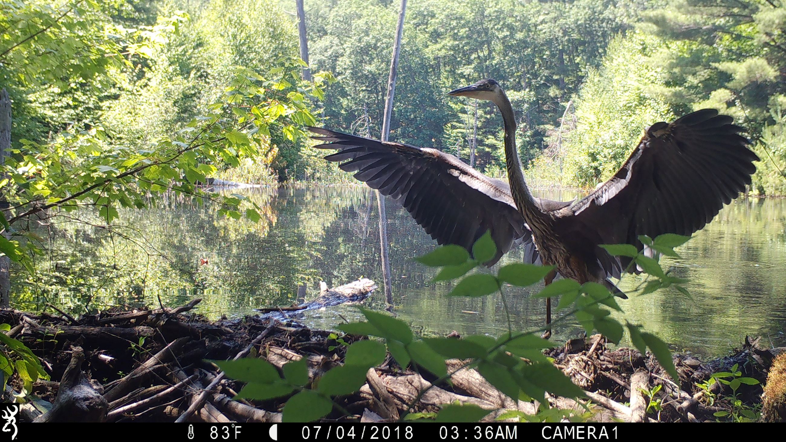 Wanda Rice, McIlvaine Town Forest Game Picture